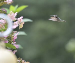 Hummingbird Paradise